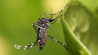 Dengue in Phuket