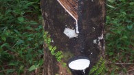 Rubber Tapping