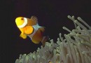 Marine Life