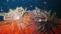 Similans scuba diving