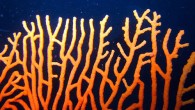 Phuket reef